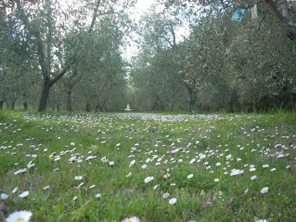 Residence Ai Campi Da Golf Saturnia Bagian luar foto